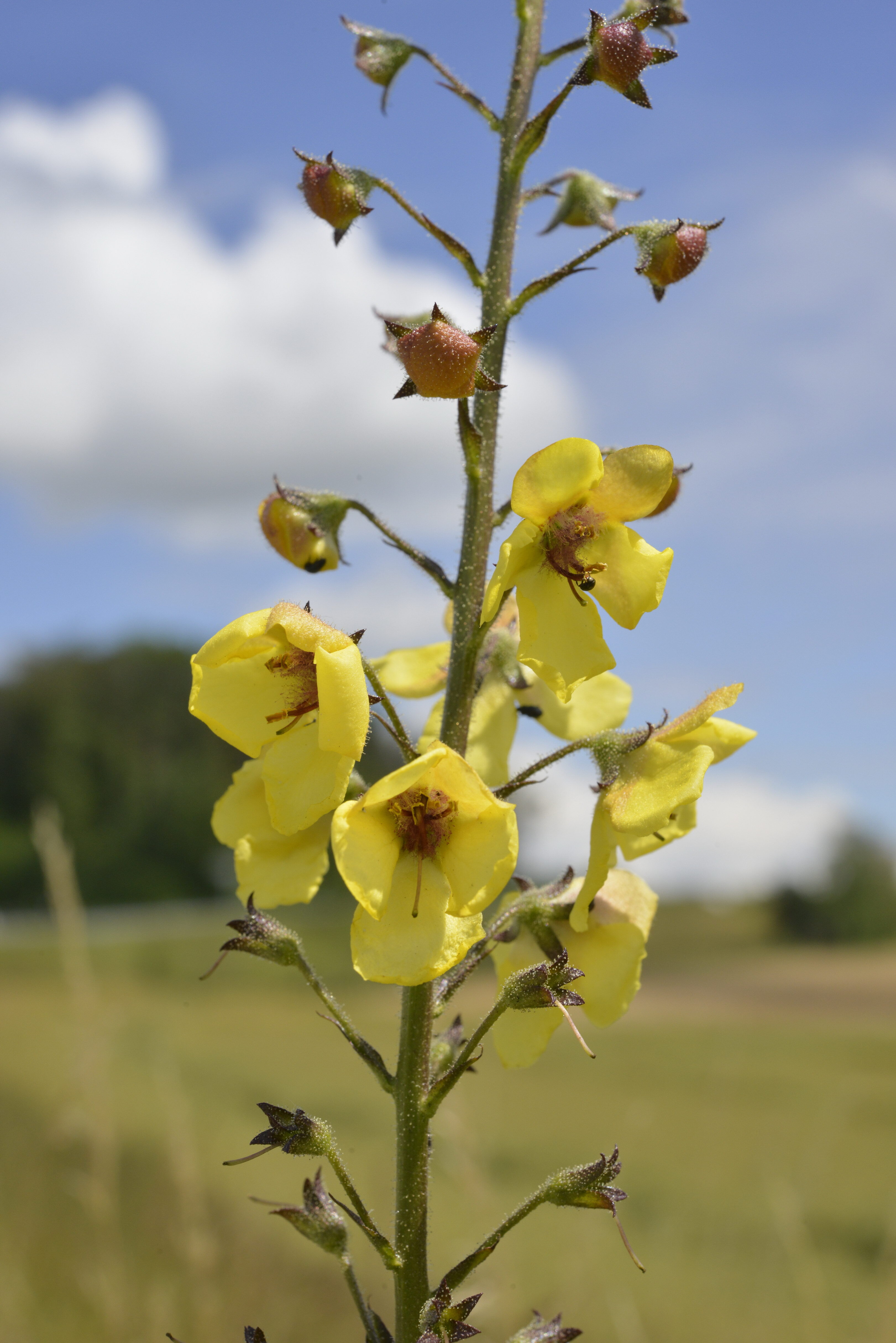 Verbascum blattaria L.